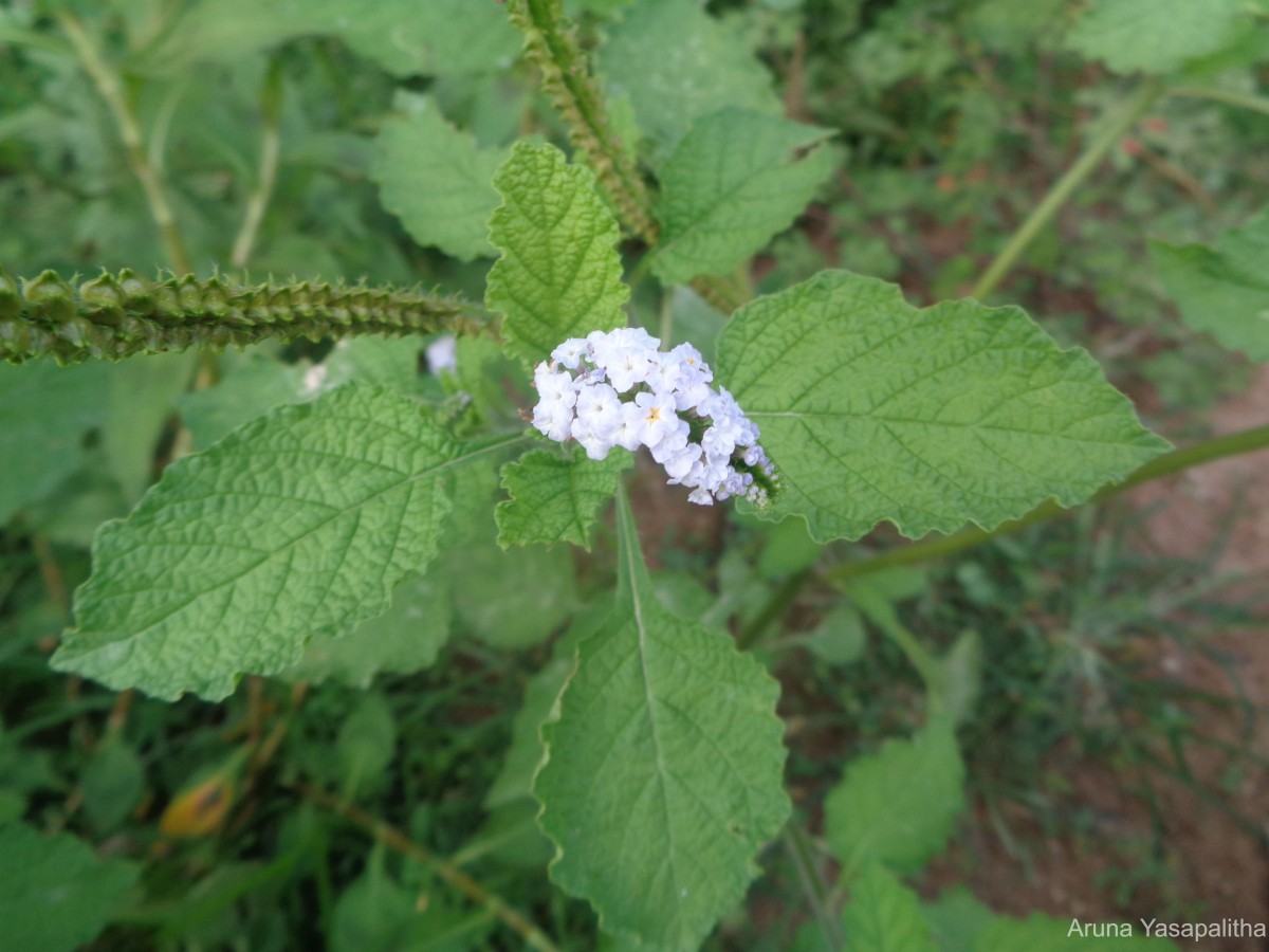 Heliotropium indicum L.